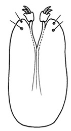pilosus